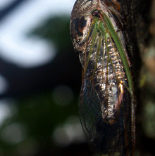 Swamp Cicada